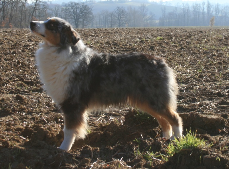 Usa my fair lady de Solemel