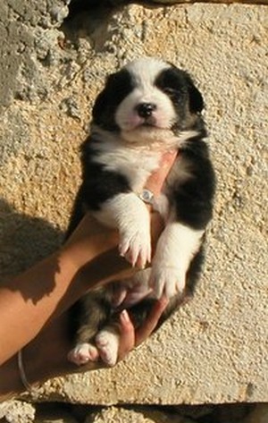 Publication : de Solemel Auteur : Laurence Aries