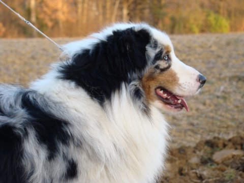 Black canyon red grousse de Solemel