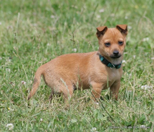Chiot Elevage De Solemel Eleveur De Chiens De Garenne