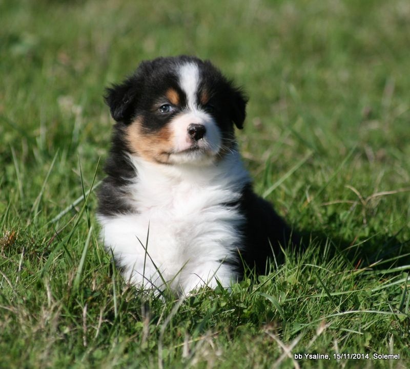 Chiot Elevage De Solemel Eleveur De Chiens Berger Australien Chiot Elevage De Solemel Eleveur De Chiens Berger Australien