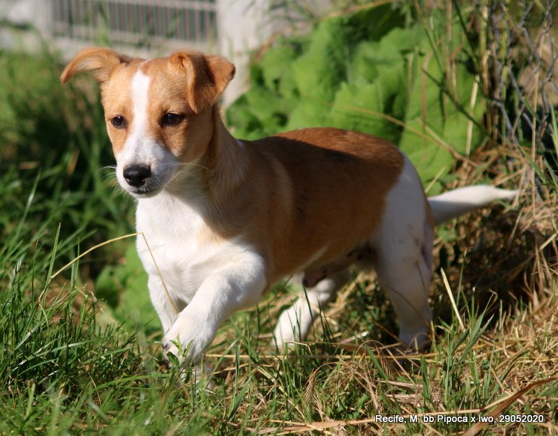 Accueil Elevage de Solemel eleveur de chiens de garenne portugais