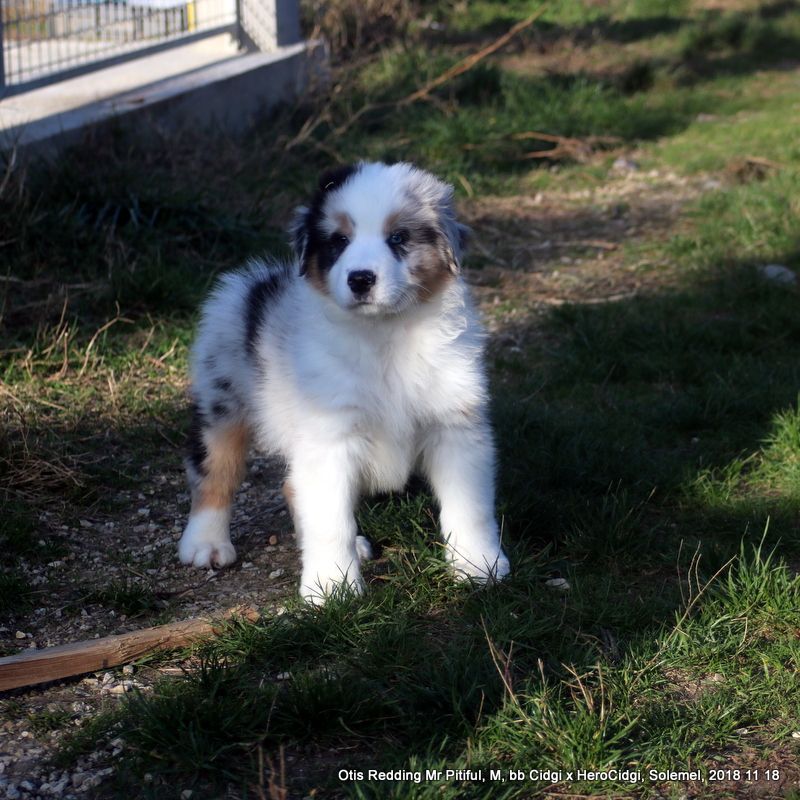 Chiot Elevage De Solemel Eleveur De Chiens Berger Australien