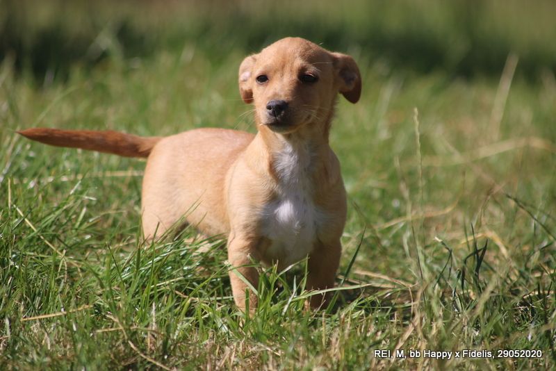 Accueil Elevage de Solemel eleveur de chiens de garenne portugais