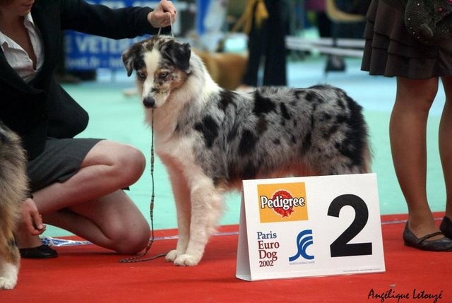 Us renegade girl de Solemel - 2ème excellent en ouverte femelle