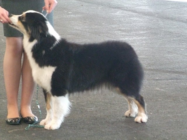 Black canyon soap creek de Solemel - 1er exc en Ouverte Femelle RCACS RCACIB