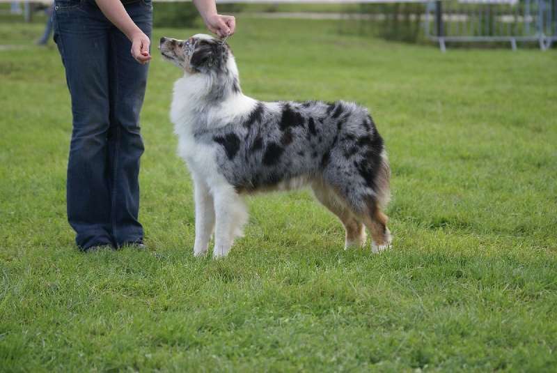 Us renegade girl de Solemel - 1er excellent en ouverte femelle
