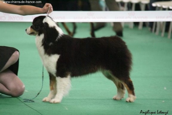 Black canyon soap creek de Solemel - 5ème excelent (sisi !!) en ouverte femelle