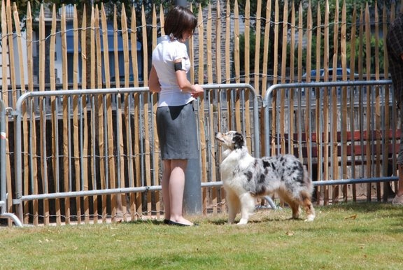 Us renegade girl de Solemel - 3ème excellent en Ouverte Femelle