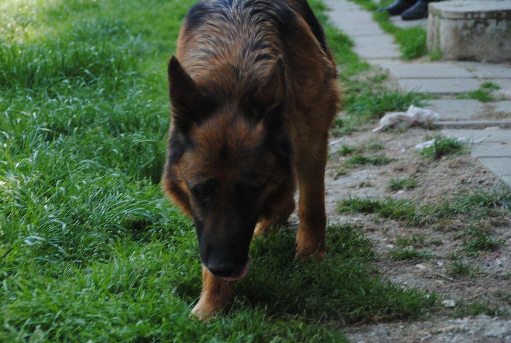 Publication : de la Huche Normande Auteur : patrick