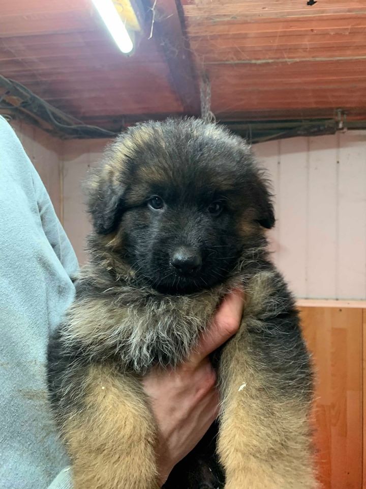 Chiot Berger Allemand Poil Long 2 Mois