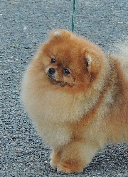 Publication : du Panache D'Or Auteur : Le Panache D'Or