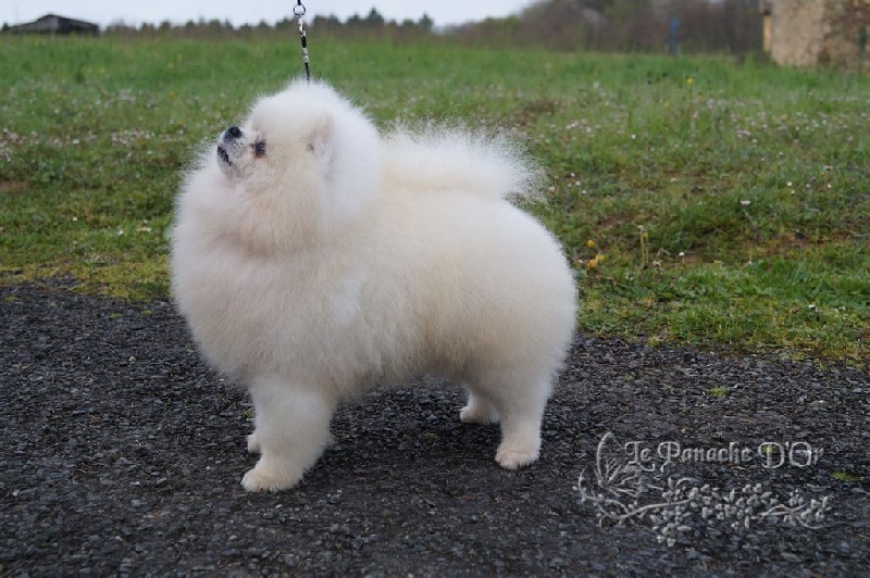 Publication : D'Arlande Auteur : Le Panache D'OR