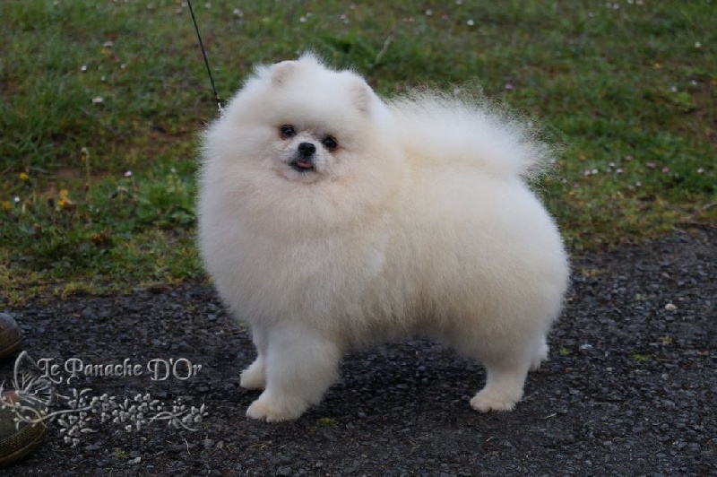 Publication : D'Arlande Auteur : Le Panache D'OR