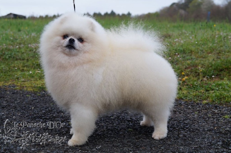 Publication : D'Arlande Auteur : Le Panache D'OR