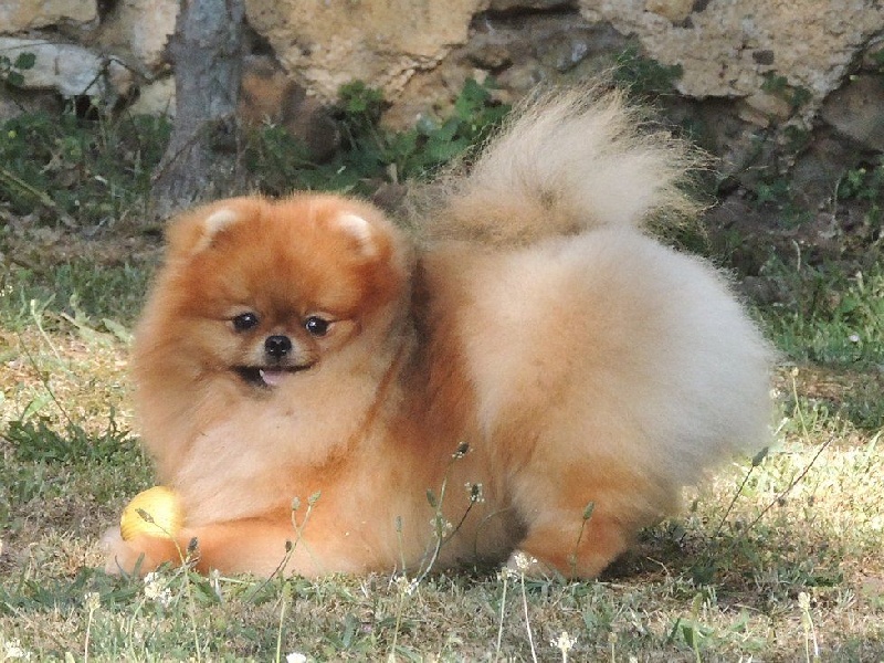 Publication : du Panache D'Or Auteur : Le Panache D'Or