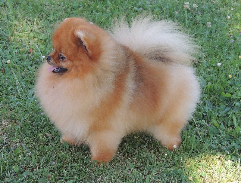 Publication : du Panache D'Or Auteur : Le Panache D'Or