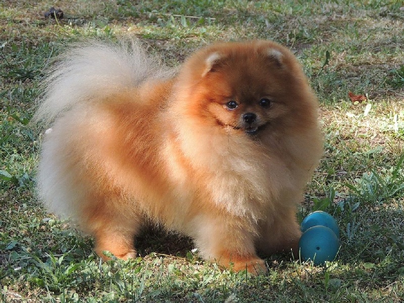 Publication : du Panache D'Or Auteur : Le Panache D'Or