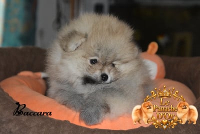 Les chiots de Spitz allemand