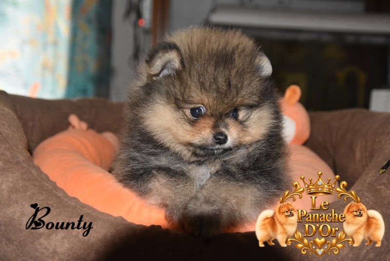 Spitz allemand - du Panache D'Or