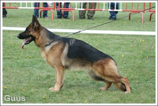 CH. Frisbee du parc a mitrailles vom haus Flicka - EXCELENT