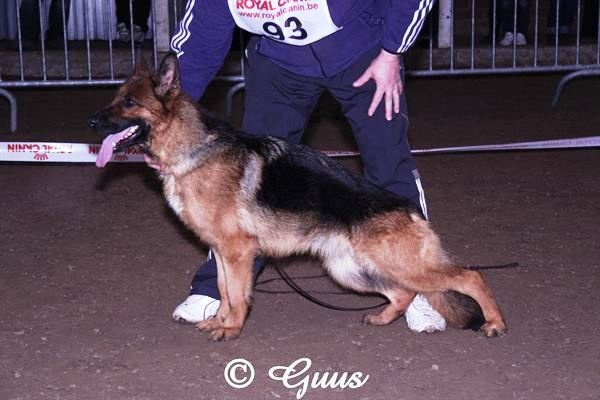 CH. Frisbee du parc a mitrailles vom haus Flicka - 5 em excellent