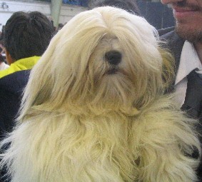 Publication : des Buis des Monts d'Alban