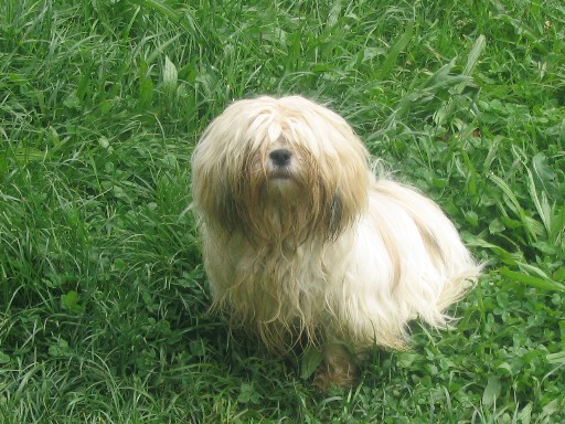 Publication : des Buis des Monts d'Alban