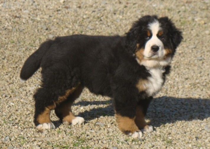 Athos du royaume des rêves