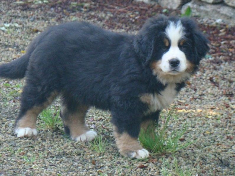 aloe du royaume des rêves