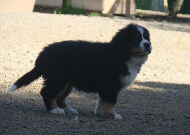 Altesse couette du royaume des rêves