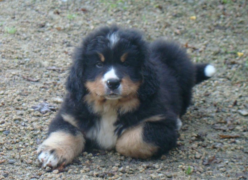 Aria du royaume des rêves