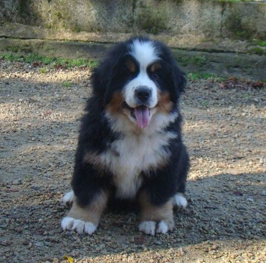 aika du royaume des rêves