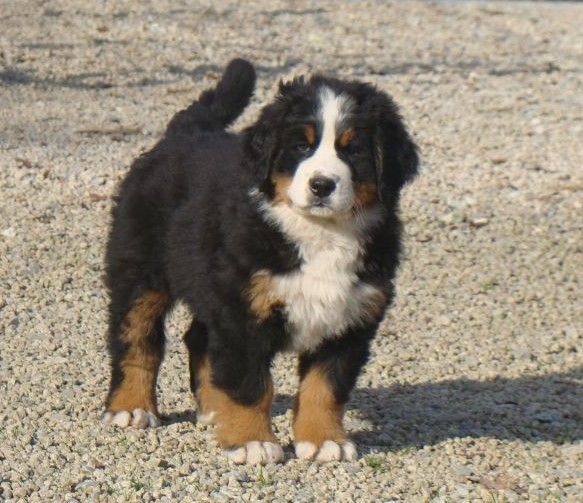 Ayden du royaume des rêves