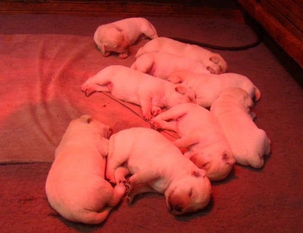 CHIOT 1 - Labrador Retriever