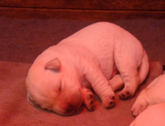 CHIOT 2 - Labrador Retriever