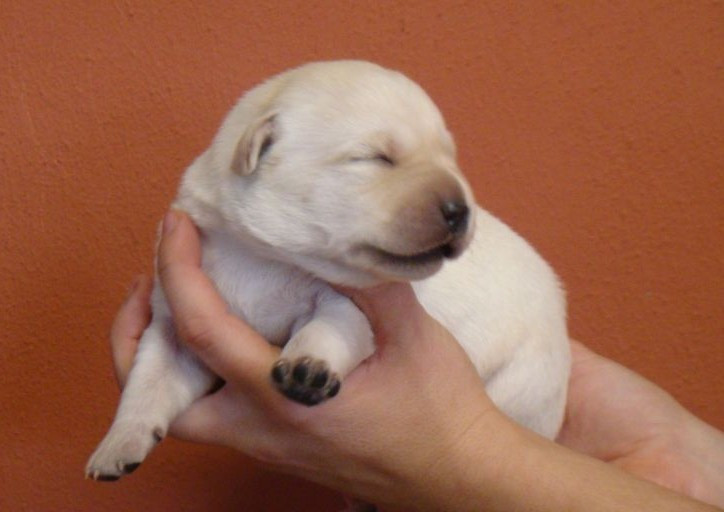 CHIOT 3 - Labrador Retriever