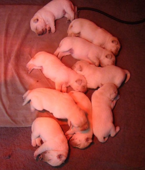 CHIOT 4 - Labrador Retriever