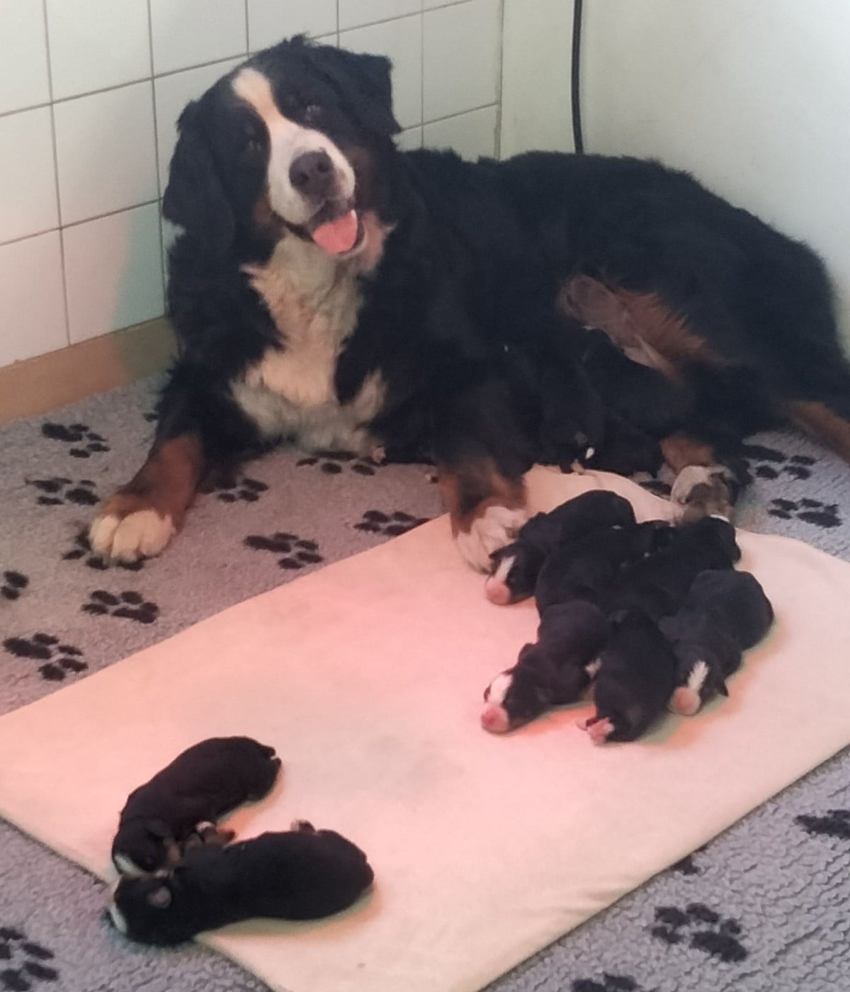 Bouvier Bernois - du royaume des reves