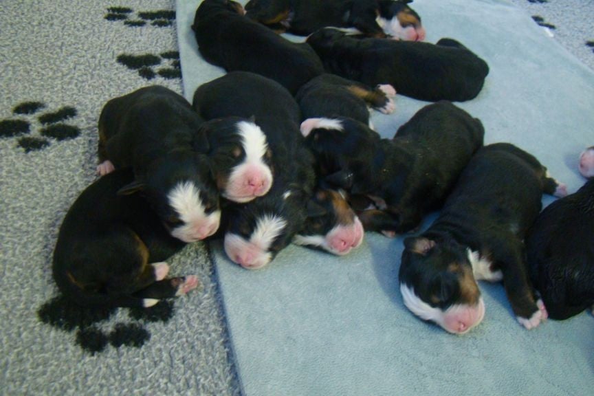 CHIOT 6 - Bouvier Bernois