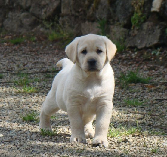 CHIOT 1