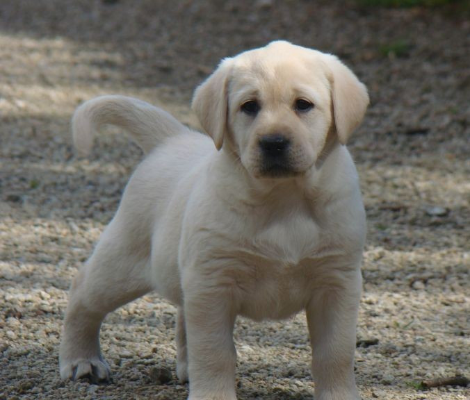 CHIOT 1