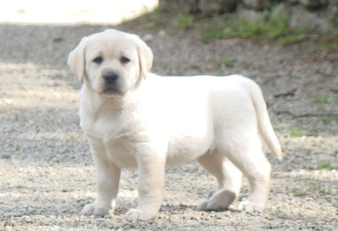 CHIOT 1