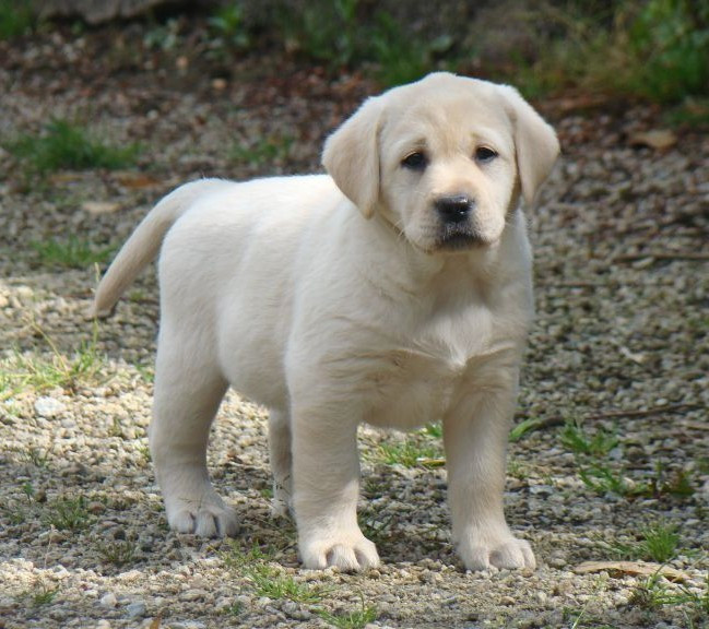 CHIOT 1
