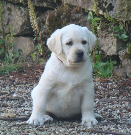 CHIOT 3