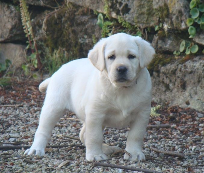 CHIOT 3