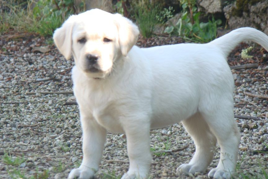CHIOT 3