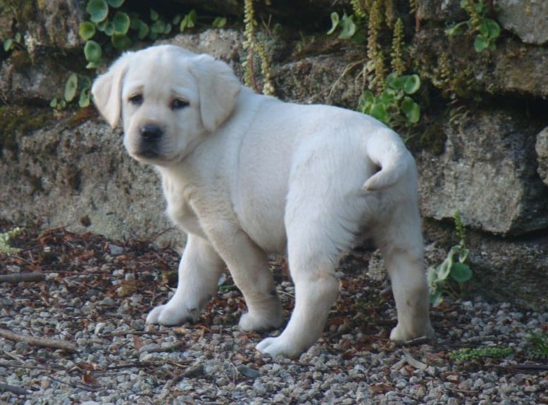 CHIOT 3