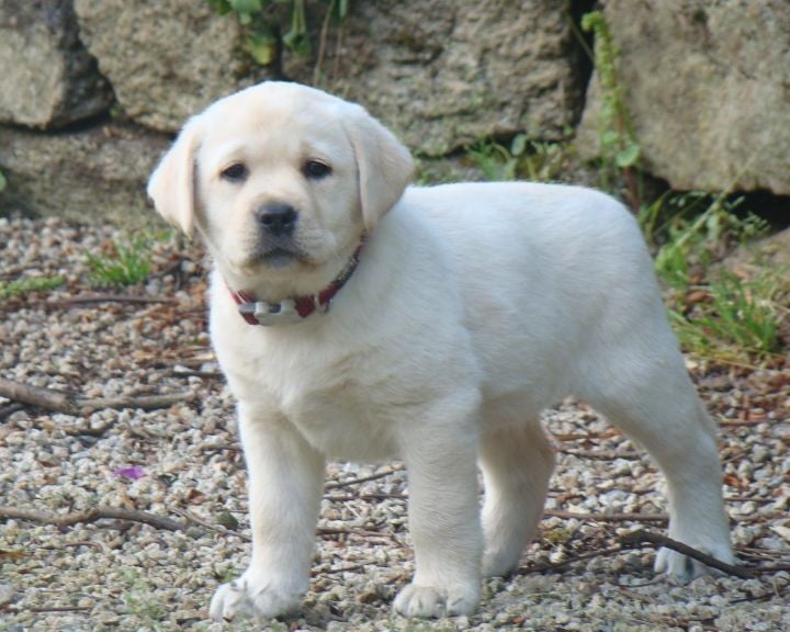 CHIOT 4