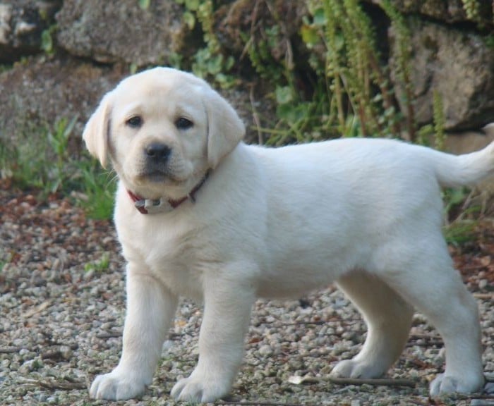 CHIOT 4